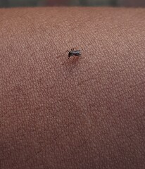 mosquito sucking blood
