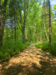 Fototapeta premium path in the woods