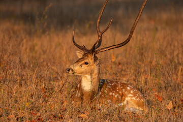 Majestic Male Spotted Deer Resting in Sanjay Dhubri Tiger Reserve