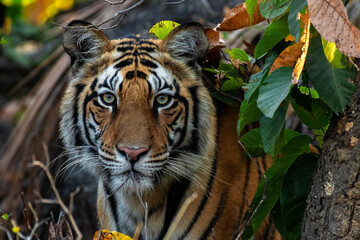 A majestic Royal Bengal Tiger rests in the shade at Sanjay Dhubri Tiger Reserve, Madhya Pradesh, India. Wild tiger in natural habitat, wildlife conservation focus.