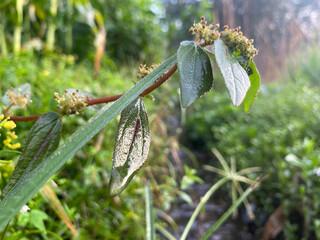 Green plant with leaves and buds