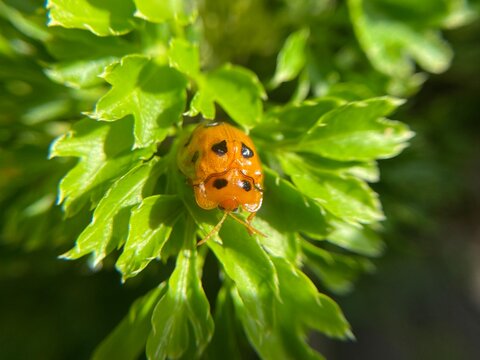 Close-up macro of an orange ladybug with black spots resting on fresh green leaves in a garden under natural sunlight, vibrant insect nature photography