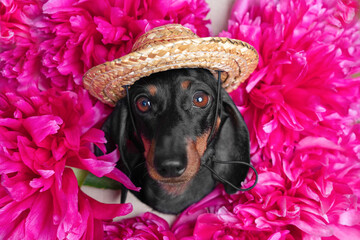 adorable dachshund wearing a straw hat nestled among vivid pink blossoms looking into the camera with a calm and curious expression. capture the charm and playfulness of this delightful scene