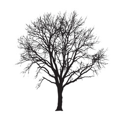 Obraz premium Black Tree Art Ash Silhouette