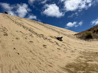 Tourists sand boarding down large sand dunes in Northland New Zealand. Giant Sand Dunes, are a collection of sand dunes located on the Northland Peninsula of New Zealand.