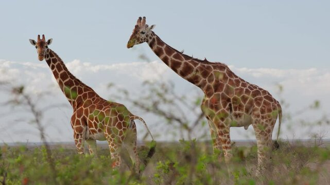 Very wide gimbal parallax of male Reticulated giraffe (Giraffa c. reticulata) standing next to oestrous female in cloudy morning in Kenya