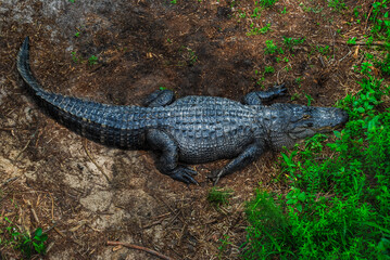 American Alligator in Natural Habitat – Overhead View in Lush Greenery
