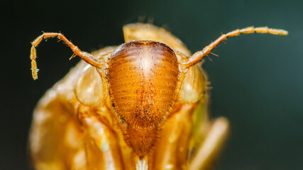 Macro photography of a mayfly showing its head and antennae