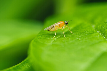 Fototapeta premium Small insect standing on a bright green leaf