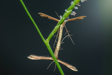 Plume moths mating on a green stem: microlepidoptera reproduction
