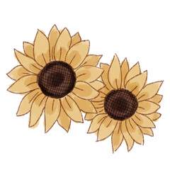 Fototapeta premium sunflower isolated on white
