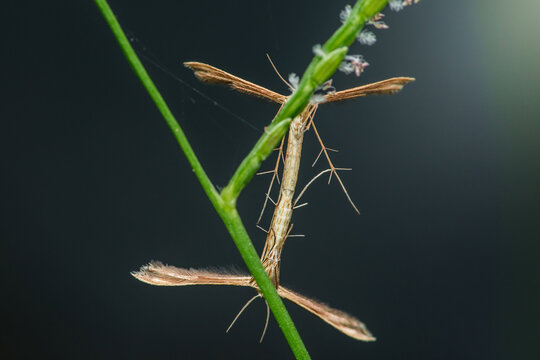 Plume moths mating on a green stem: microlepidoptera reproduction