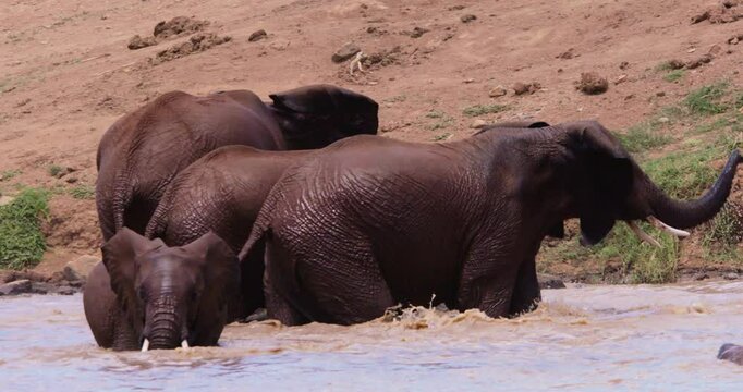Very wide pan of a herd of African Bush Elephants (Loxodonta africana) wallowing at a waterhole edge in savannah in the afternoon in Kenya  