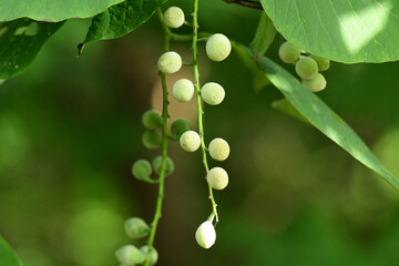 垂れ下がるセッコウボクの白い実