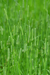 初夏の草原のエノコログサ