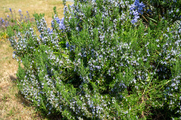 Botanical collection, Blue blossom of aromatic kitchen herb rosemary, nature background