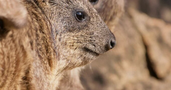 Close-up of pair of rock hyraxes (Procavia capensis) faces grooming on a rock outcrop in morning in Kenya