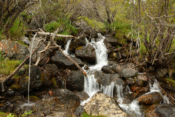 A turbulent stream of a rapid brook flows through a dense coniferous forest from a high mountain on a cloudy summer day.