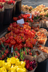 Colourful garden tulips and other spring fresh flowers at the peak of spring season in bouquets for sale in flower shop
