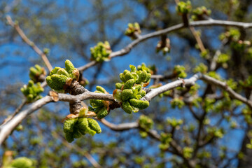 Young green shoots of leaves on a large tree Ginkgo Biloba in spring, used for medicinal purposes