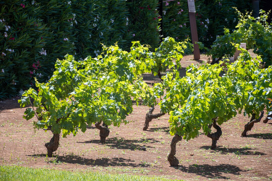 Wine industry on Sicily, green vineyards of grillo grapes near Trapani and Marsala famous wine making regions, South of Italy