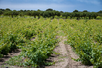 Obraz premium Wine industry on Sicily, green vineyards of grillo grapes near Trapani and Marsala famous wine making regions, South of Italy