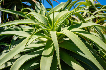 Obraz premium Aloe vera plantation, cultivation of aloe vera, healthy plant used for medicine, cosmetics, skin care