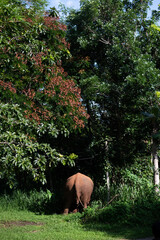 Wild Elephant in the Lush Green Jungle in thailand
