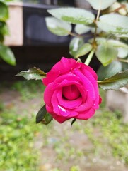 Pink rose blooms in a lush garden with green leaves, a beautiful symbol of nature's romance