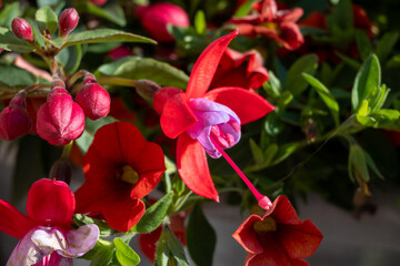 Colorful hanging flowers of fuchsia magellanica flowers in spring garden close up