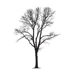 Natural Ash Tree Shape Isolated