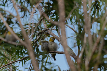Couple of oriental white eye on the branch
