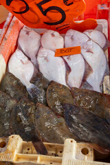 Catch of the day on fist market in Oostende, North Sea, Belgium, fresh turbot, bot, plaice flat fishes close up