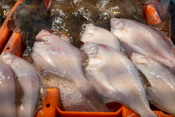 Catch of the day on fist market in Oostende, North Sea, Belgium, fresh turbot, bot, plaice flat fishes close up