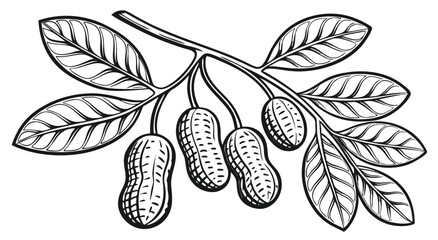 Vintage Hand-Drawn Peanut Plant Illustration – Botanical Ink Sketch