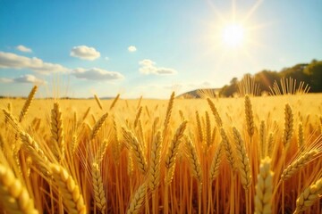 Fototapeta premium Golden wheat field shimmering under a summer sun, ripe for harvest Abundant, lush, and ready for gathering A picturesque scene of summer bounty , sunny, rural, golden