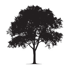 Silhouette of Ash Tree with Branches