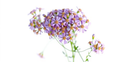 Delicate cluster of small purple aster flowers, isolated on white, composite flower, petal
