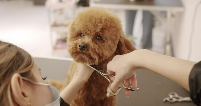 Professional Pet groomer making cute Poodle dog haircut with scissors. Woman doing hairstyle pet hairdresser. Grooming salon. The amusing canine sat calmly at the grooming salon or veterinary clinic.