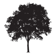 Sketch of Ash Tree Silhouette