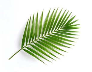 Obraz premium Vibrant green palm leaf on white