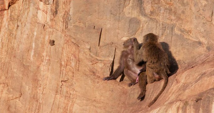 Wide of pair of Olive Baboons (Papio anubis) grooming as one displays erect phallus on rock slope in morning in Kenya