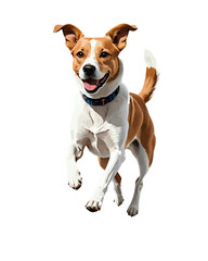 Purebred Jack Russell terrier dog standing, a cute small white and brown studio portrait