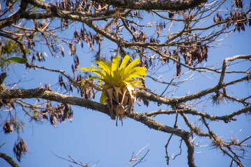Yellow Bromeliad on Branch Against Sky
