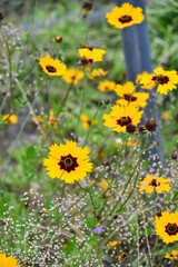 キンケイギク　Coreopsis	