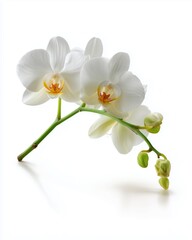 Elegant White Phalaenopsis Orchid on Green Stem, Isolated on Pure White Background with Soft Shadows - Perfect Floral Product Display
