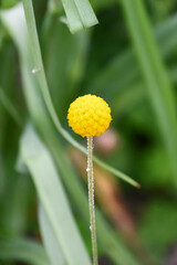 クラスペディア　Billy Buttons 'Golf Beauty'