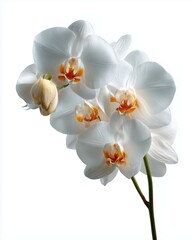 Elegant White Phalaenopsis Orchid on Green Stem, Isolated on Pure White Background with Soft Shadows - Perfect Floral Product Display