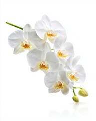 Elegant White Phalaenopsis Orchid on Green Stem, Isolated on Pure White Background with Soft Shadows - Perfect Floral Product Display