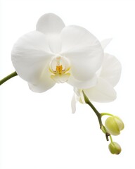 Elegant White Phalaenopsis Orchid on Green Stem, Isolated on Pure White Background with Soft Shadows - Perfect Floral Product Display